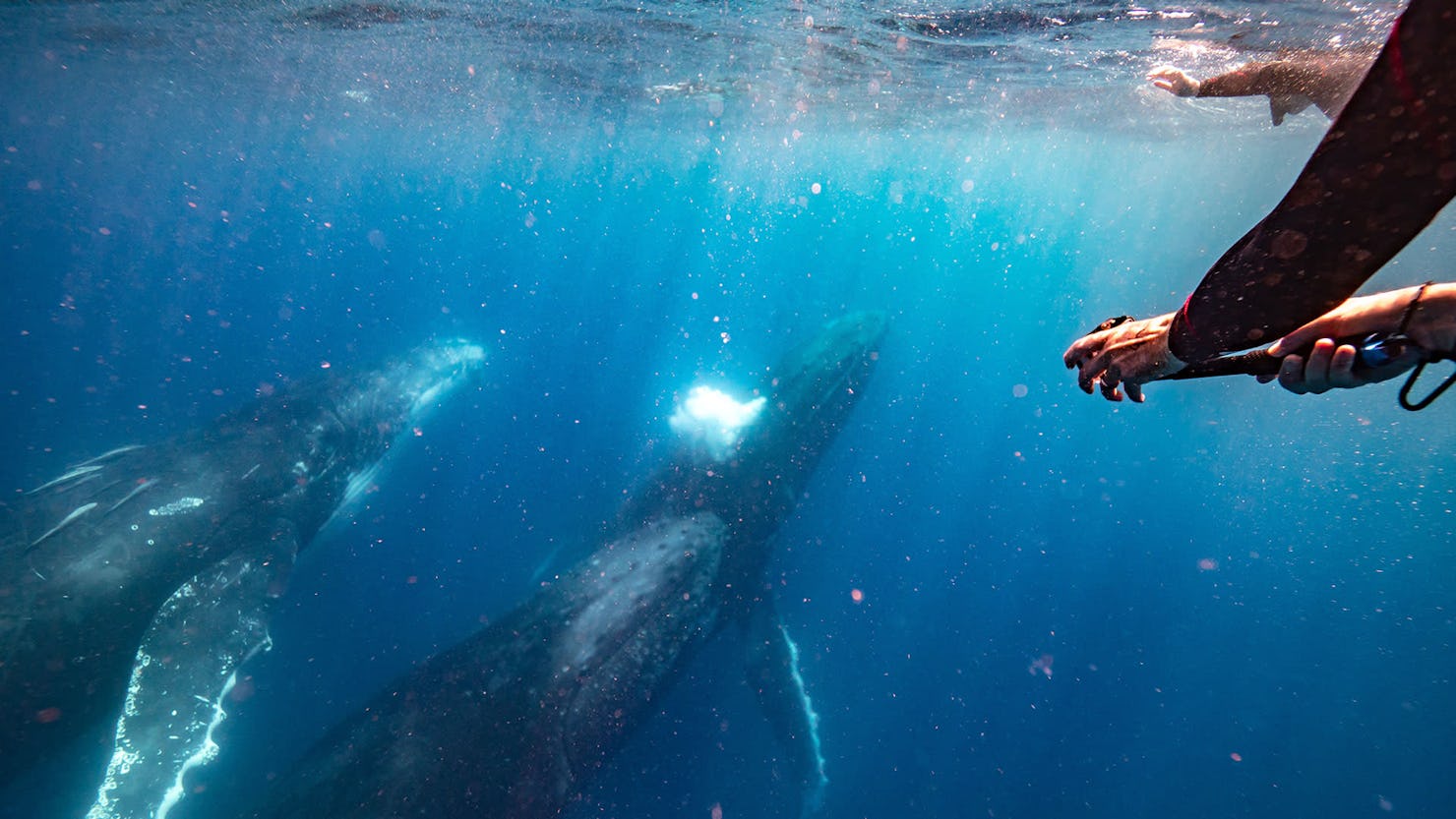 Swim with the whales - Sunreef. Credit: Tourism Australia