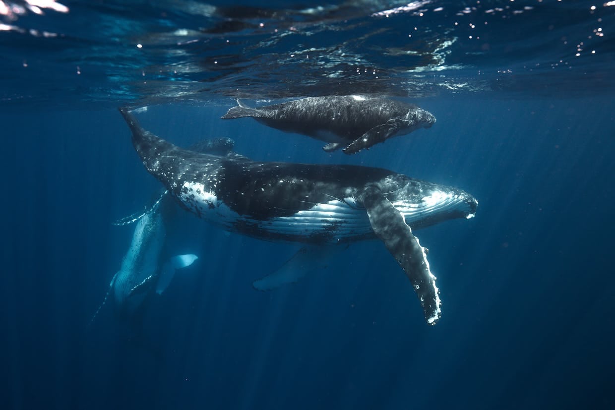 Whale Swim - A Boutique Guided Experience