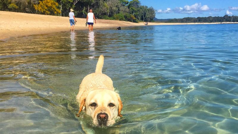 can you take dogs on beaches